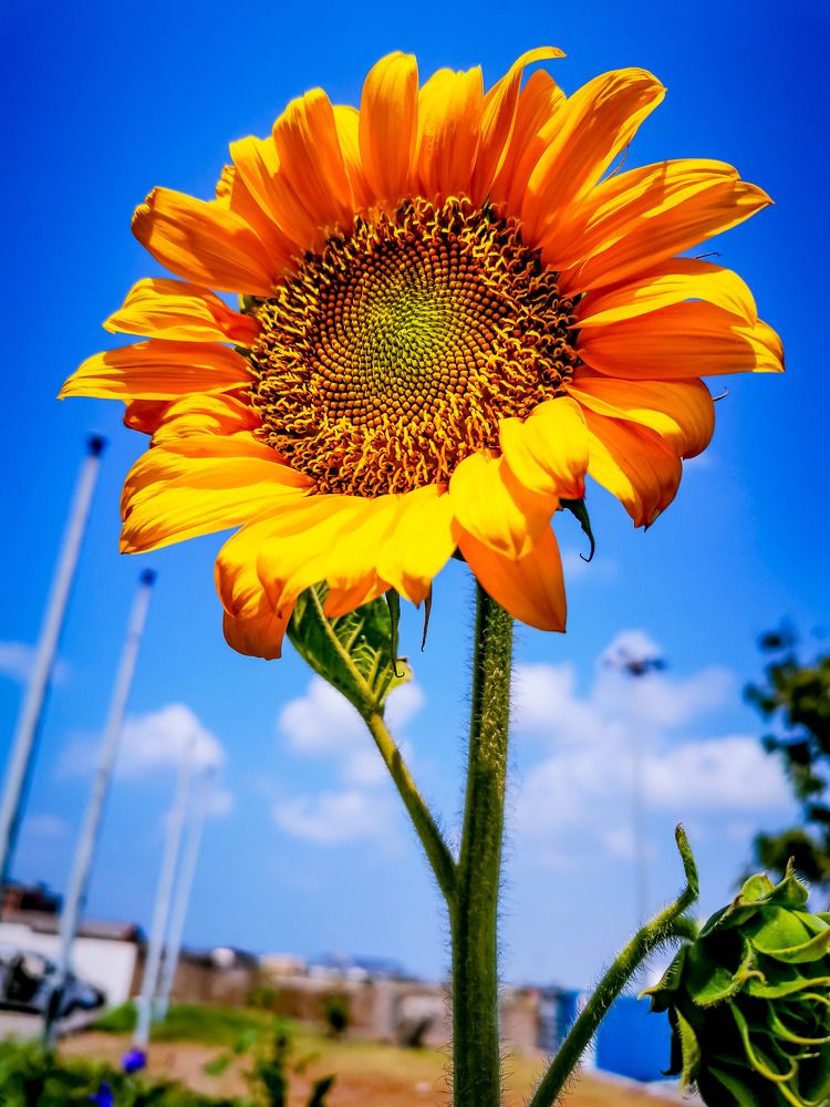 Photograph by Hamed Raafat