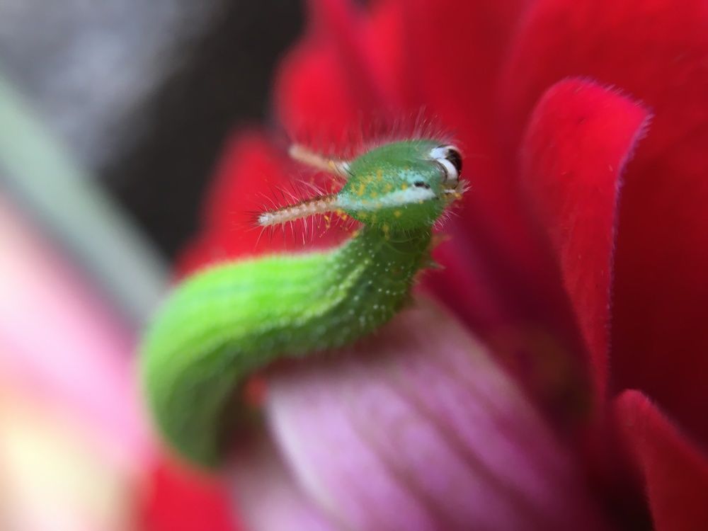 Photograph by Sr. Ma. Jenny Mhy-sy Yasa