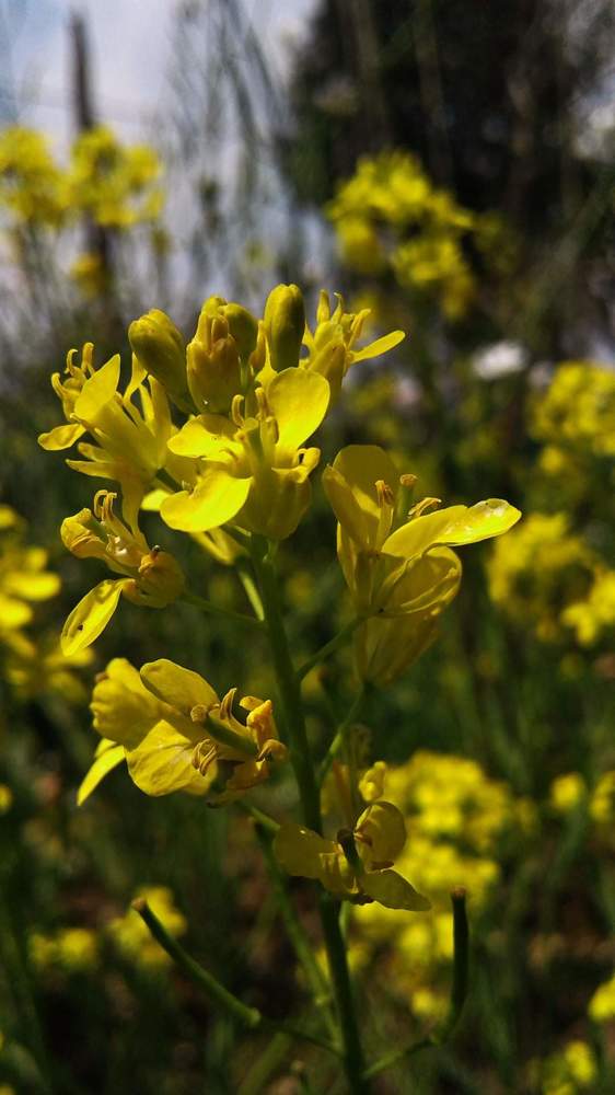 Picturing the yellow colour