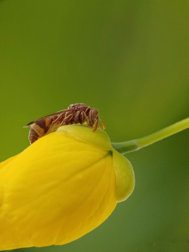 Paper wasp resting on the flower bud.