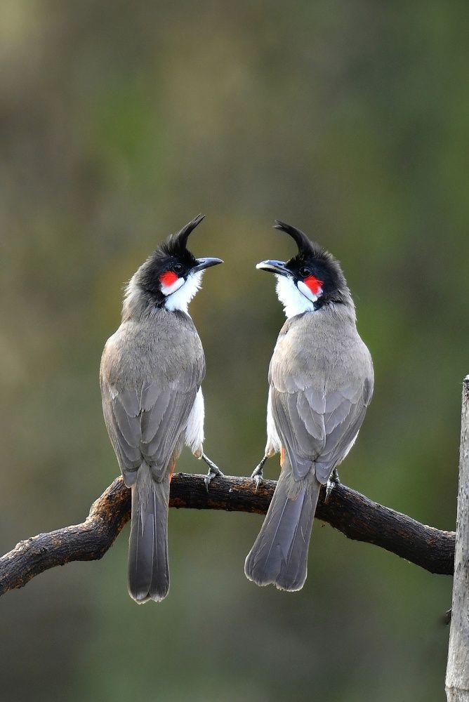 It's common bird in India but this frame is not common