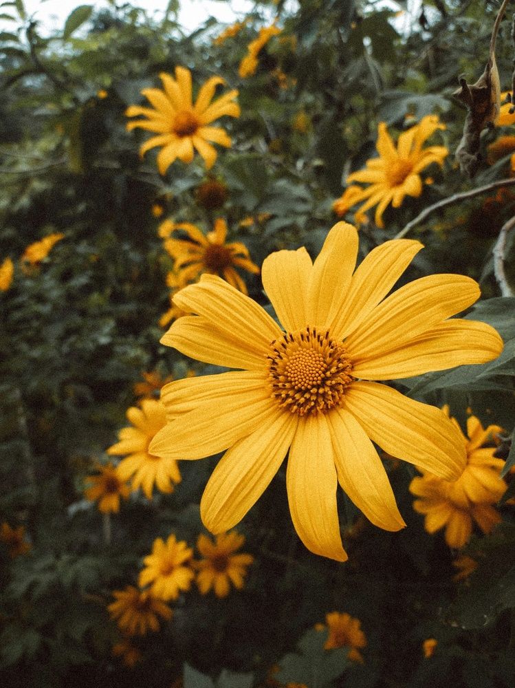 Photograph by Borges de Carvalho Allan