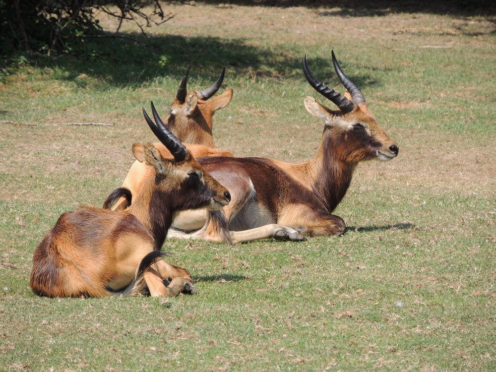 Пражский зоопарк