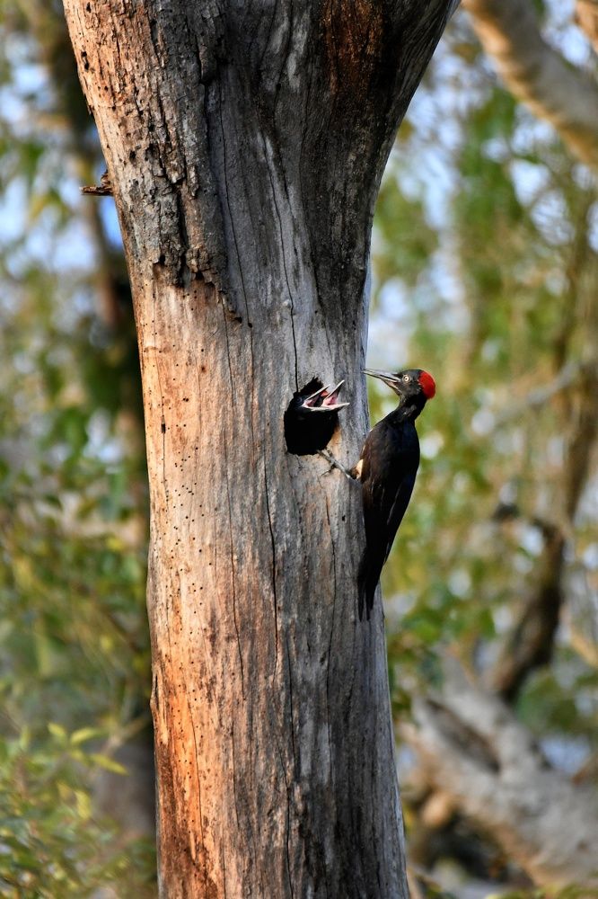 Photograph by Haseebuddin Siddique
