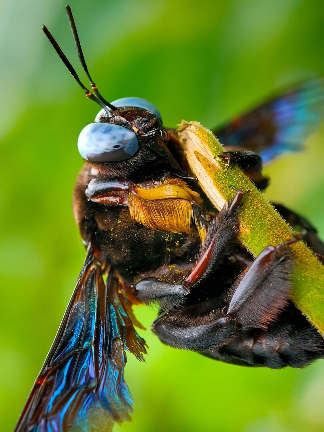 Carpenter bee