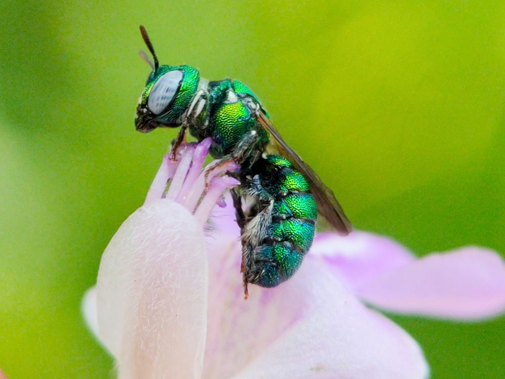 Sweat bee(Augochloropsis)