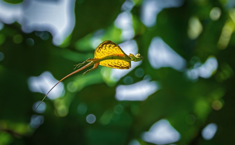 Flying like an angel