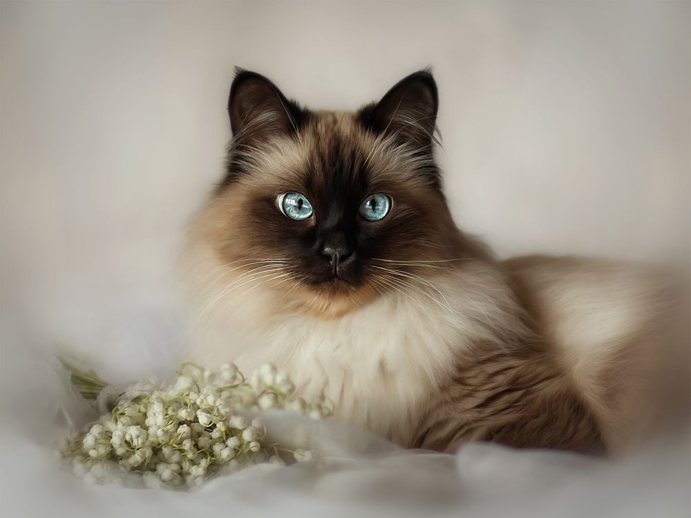 Photograph by Татьяна Самойлова