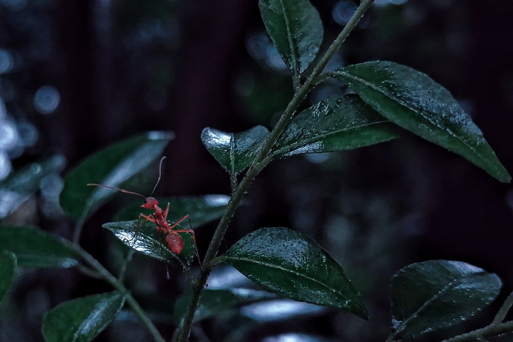 Фотография автора Abhitha