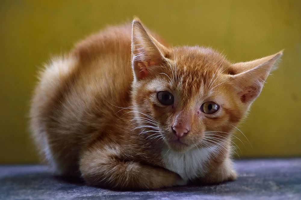 Photograph by Ashim Chakravarty