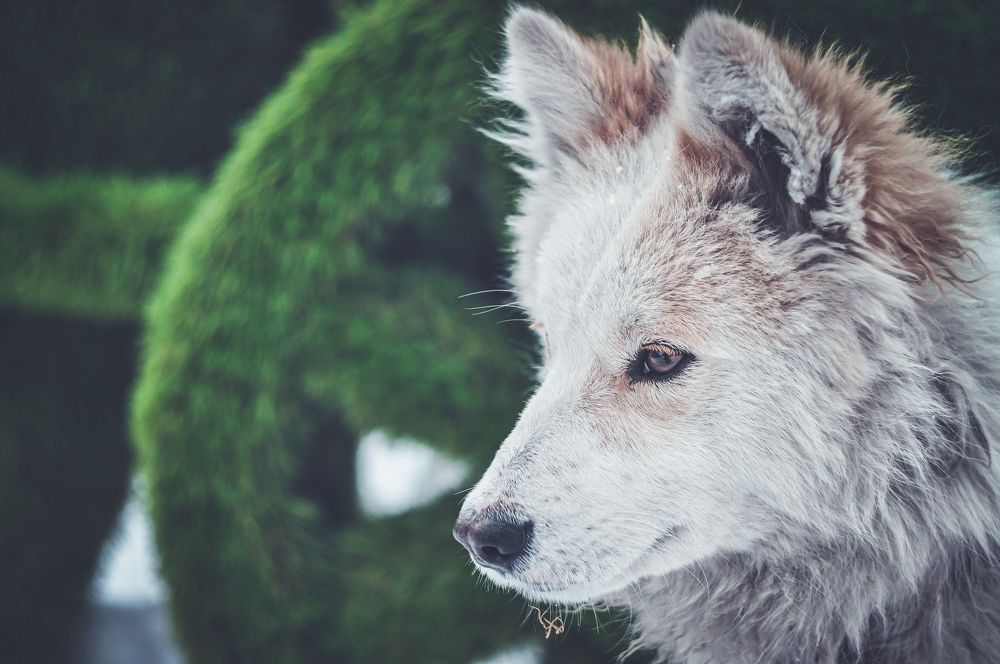 Фотография автора NIKOLAY KALININ