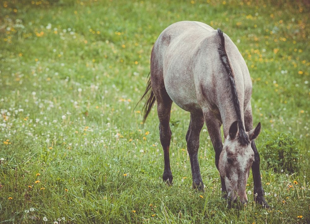 Фотография автора NIKOLAY KALININ