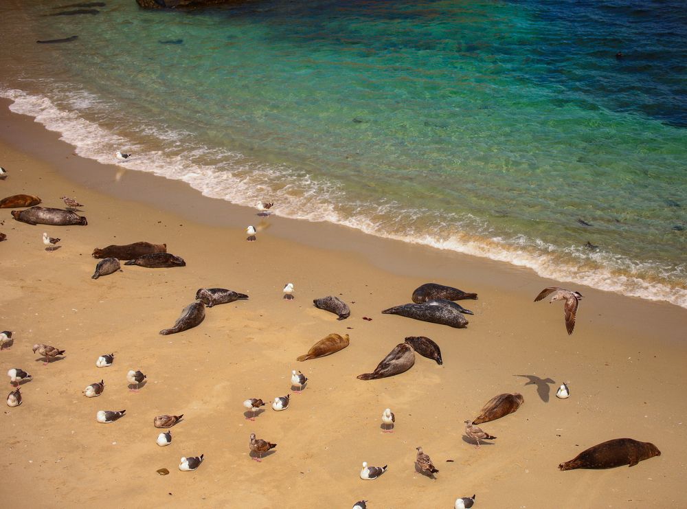 The Life of Sea Lions
