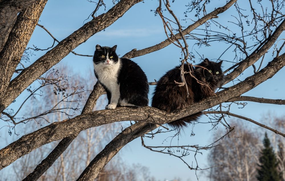 Фотография автора NIKOLAY KALININ