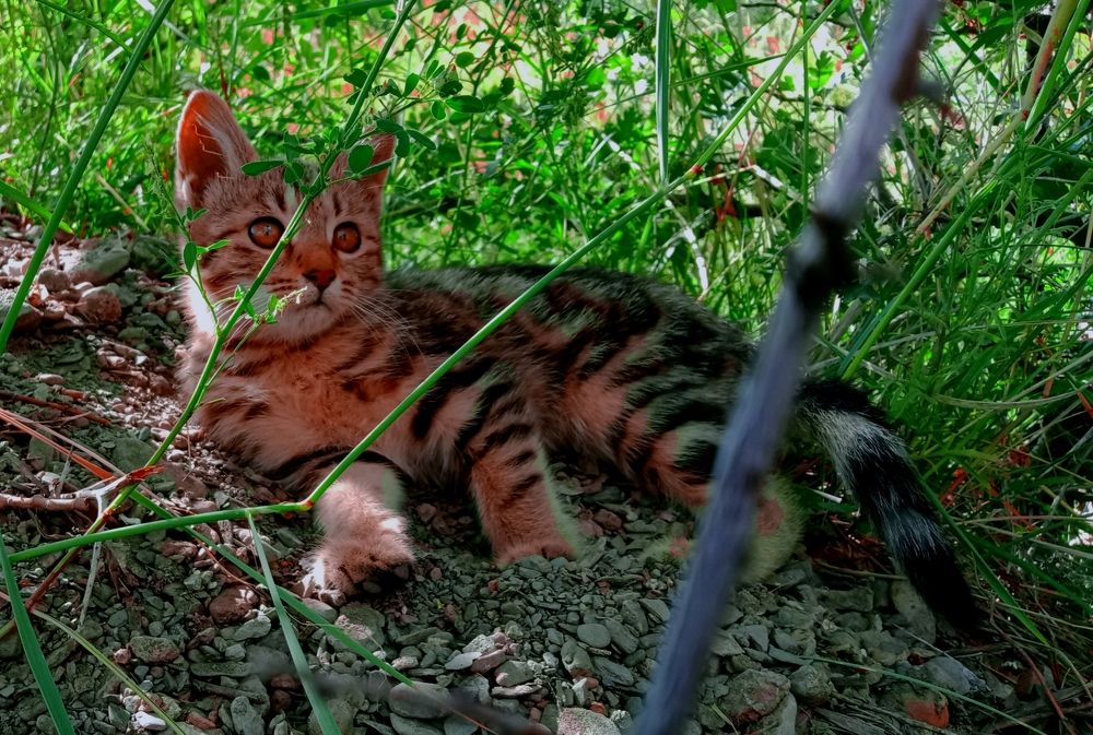 Photograph by MOHAMMAD ASHFAQ