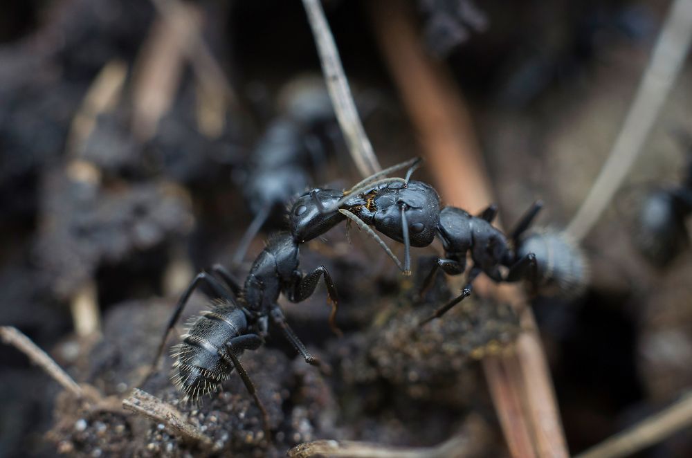 Photograph by Светлана Болотнова