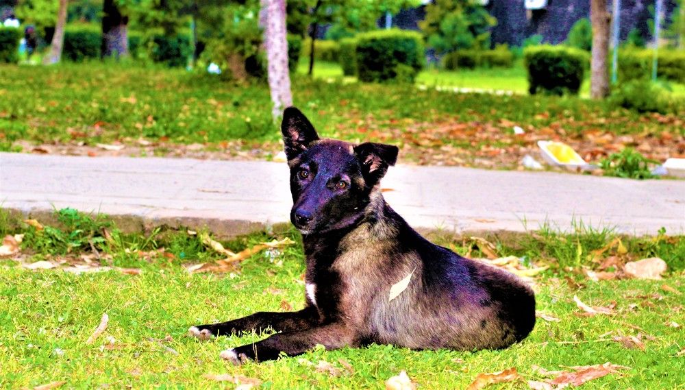 Photograph by MOHAMMAD ASHFAQ