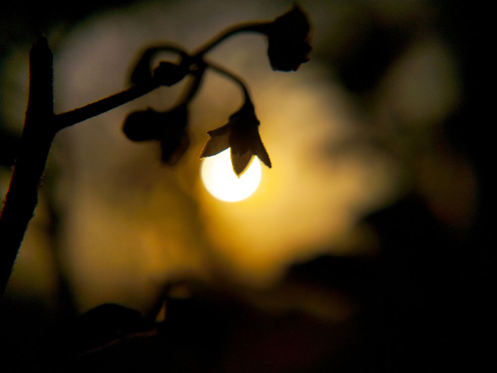 Photograph by Pratap Biswas