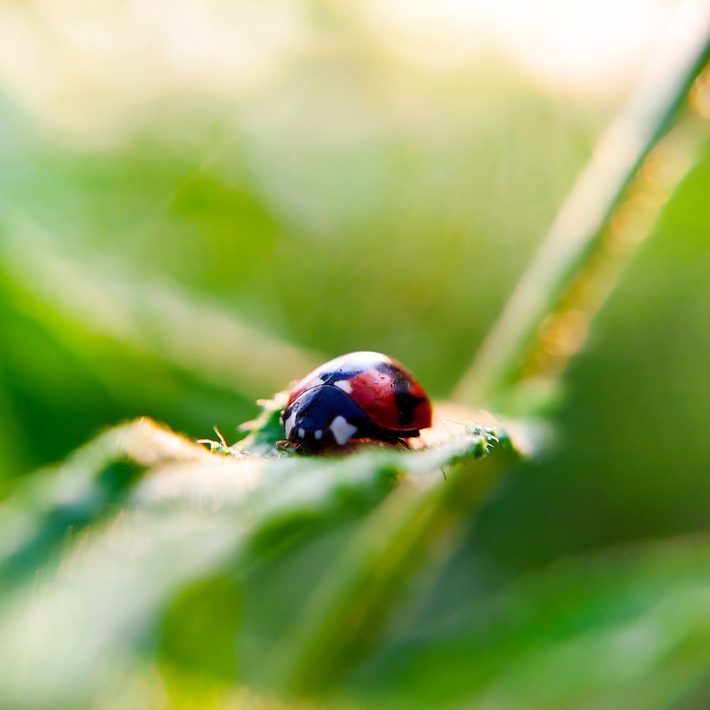 Photograph by Pratap Biswas
