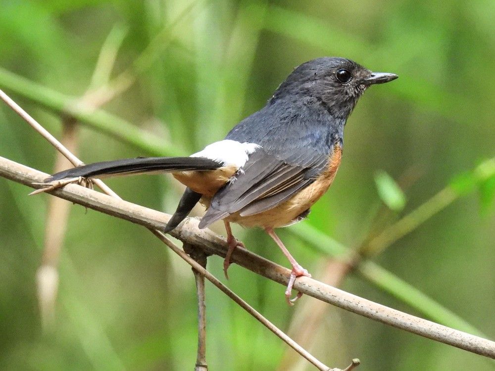 Photograph by Dipayan Chakraborty