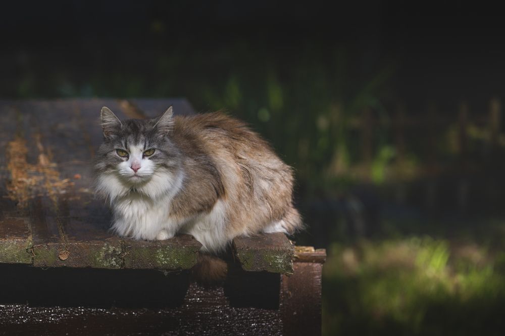 Photograph by Roman Adler