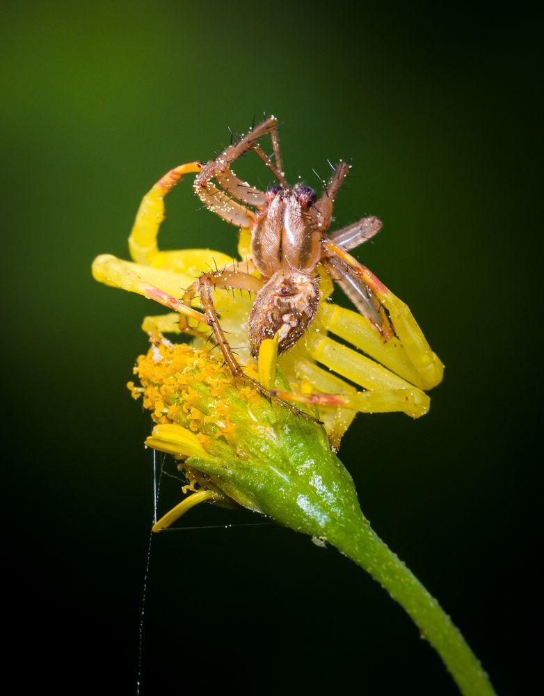 Photograph by Ghosh Gouranga