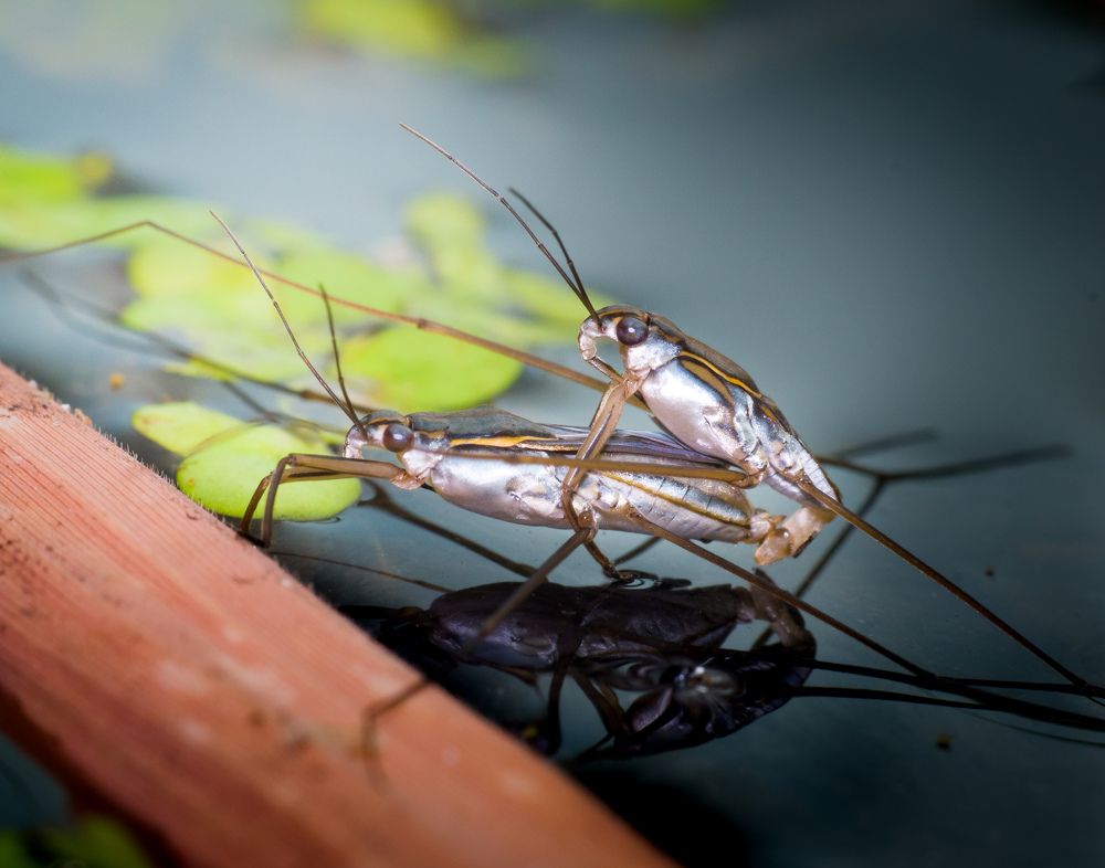 Photograph by Ghosh Gouranga