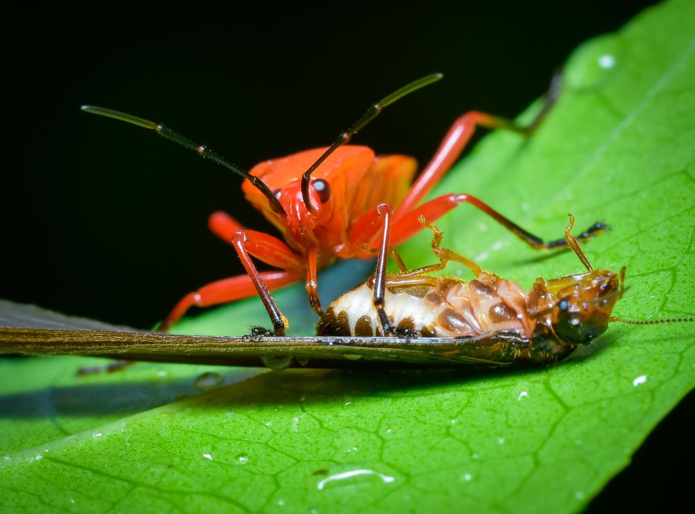 Photograph by Ghosh Gouranga