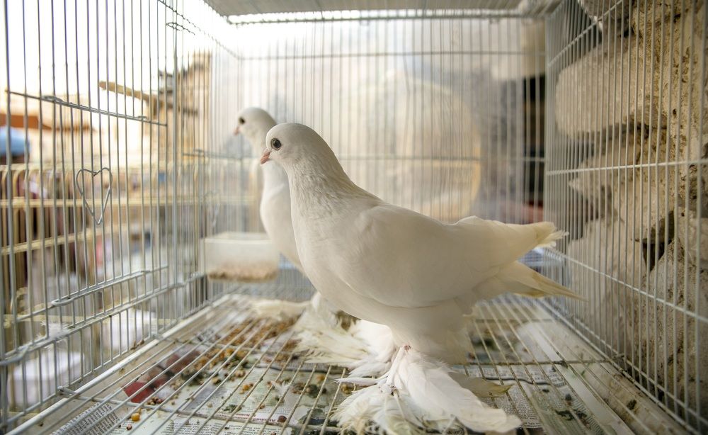 Photograph by Mahaboobkhan.G