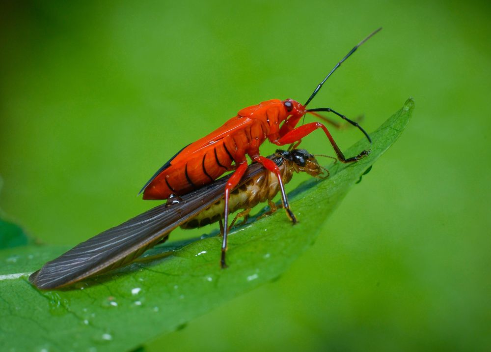Photograph by Ghosh Gouranga
