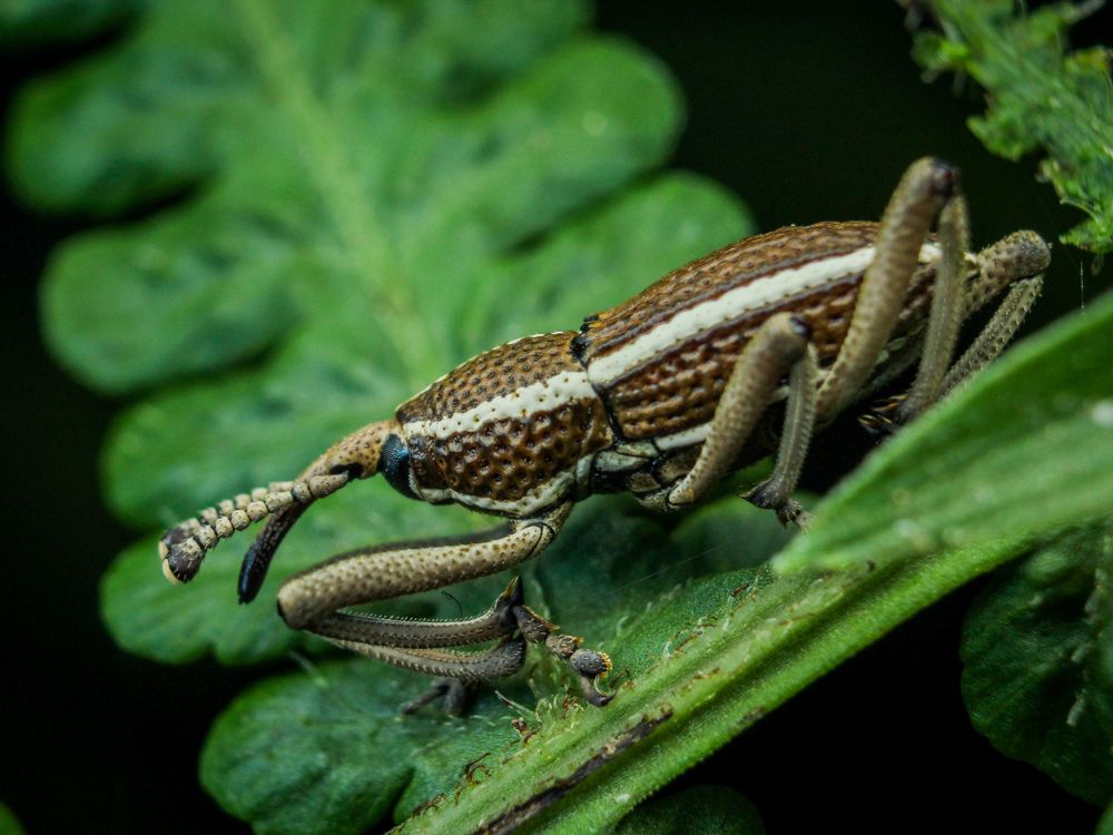 Weevil at Ciwangun Indah Camp