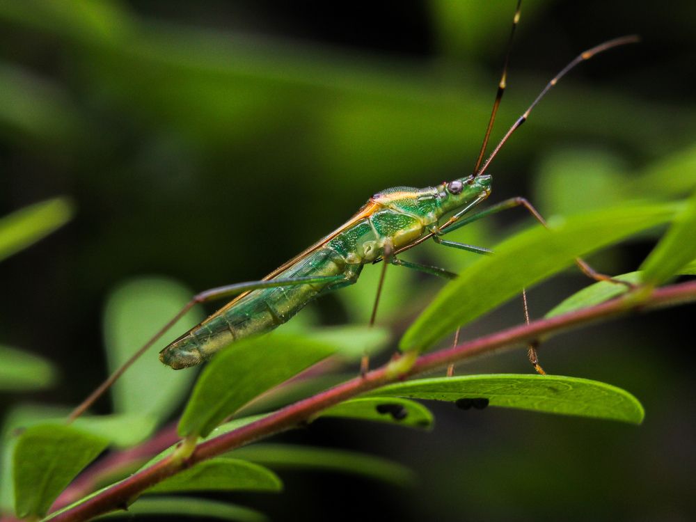 Rice Ear Bug at My Office Garden