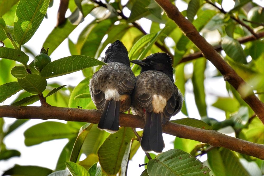 Photograph by Monotosh Dey