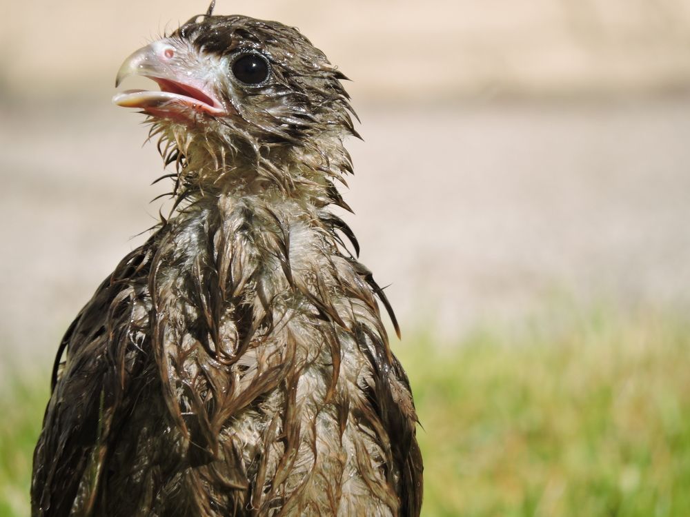Baby Chimango discovers the pleasure of taking a shower