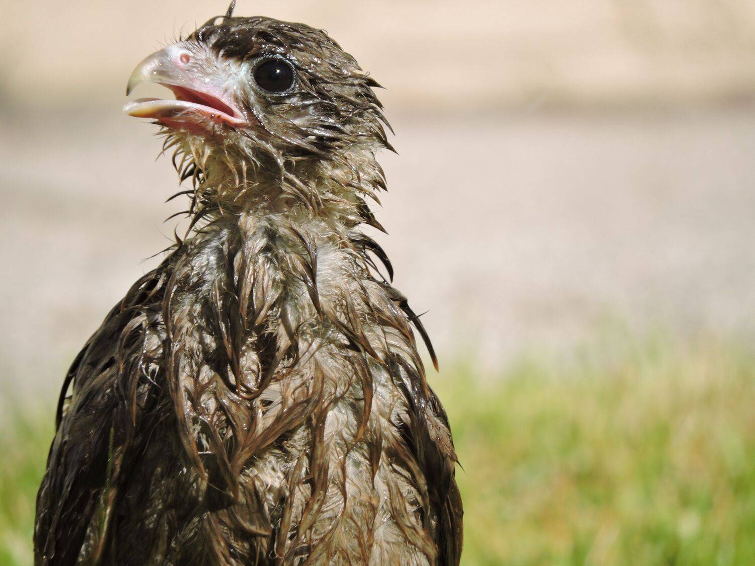 Baby Chimango discovers the pleasure of taking a shower