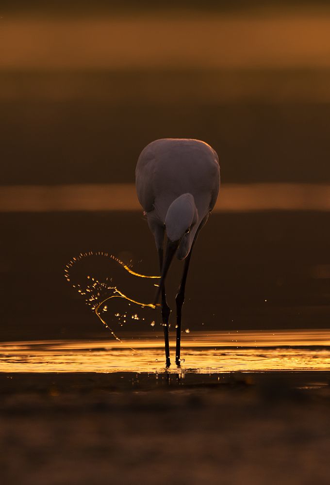 Фотография автора Arijit Mondal