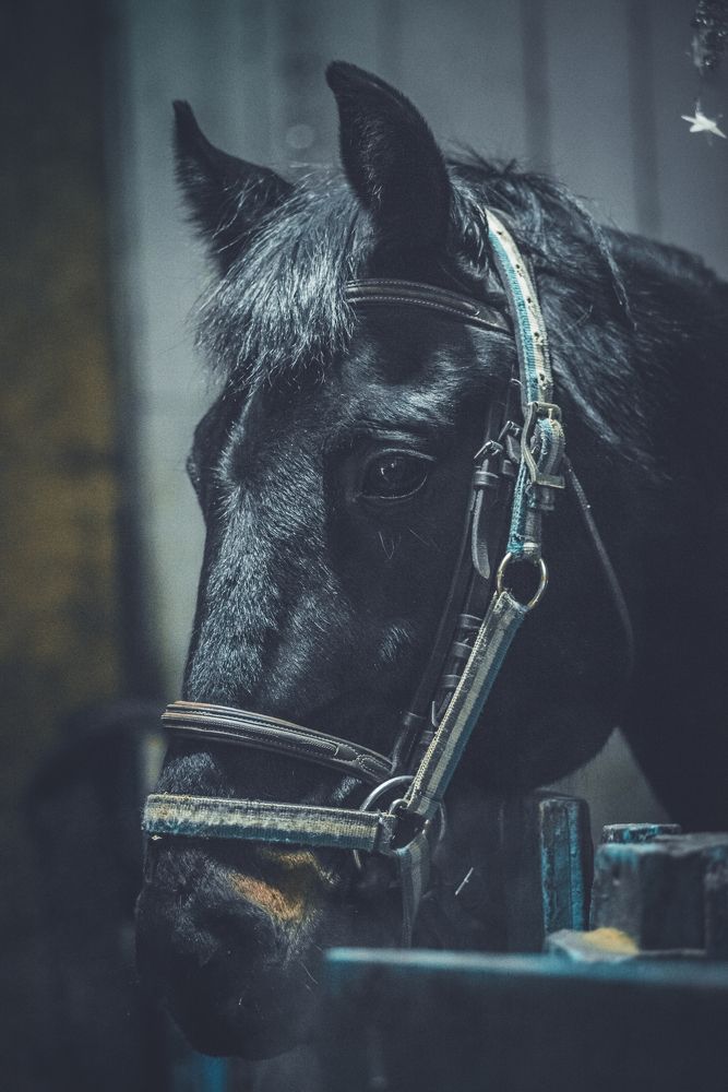 Фотография автора NIKOLAY KALININ