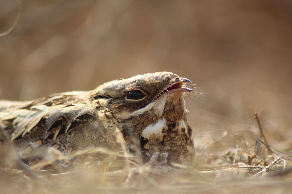 Nocturnal on ground