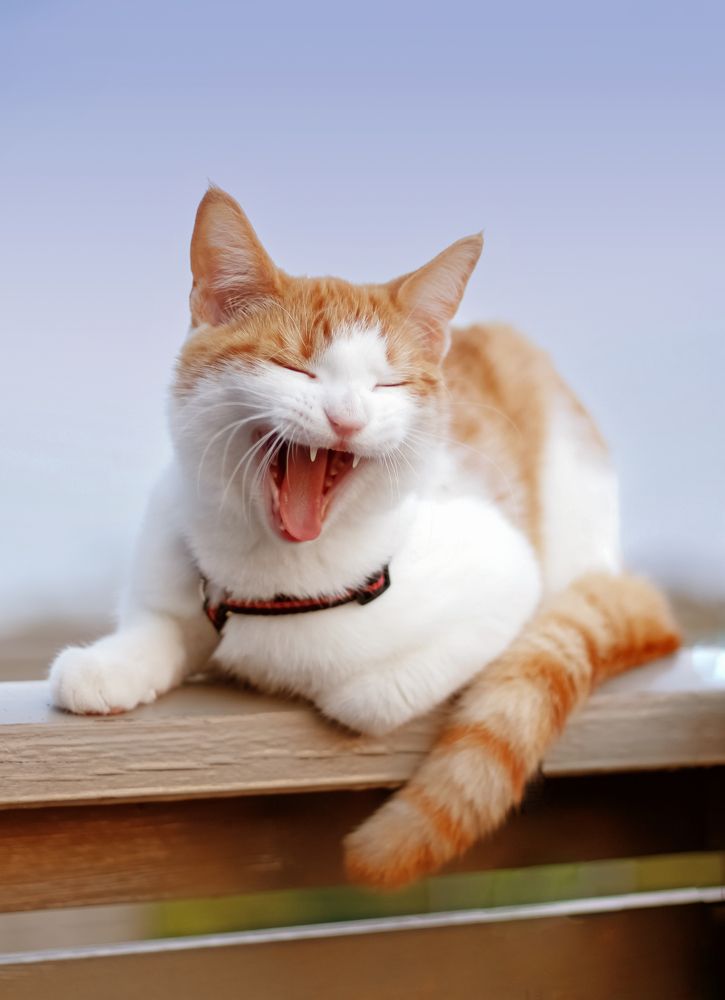 laughing cat