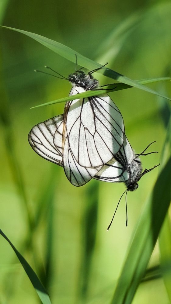 Photograph by Slesareva Nina