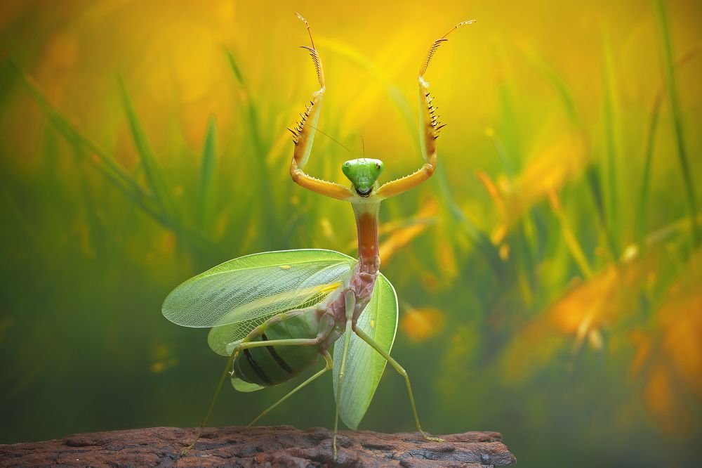 Photograph by way pang