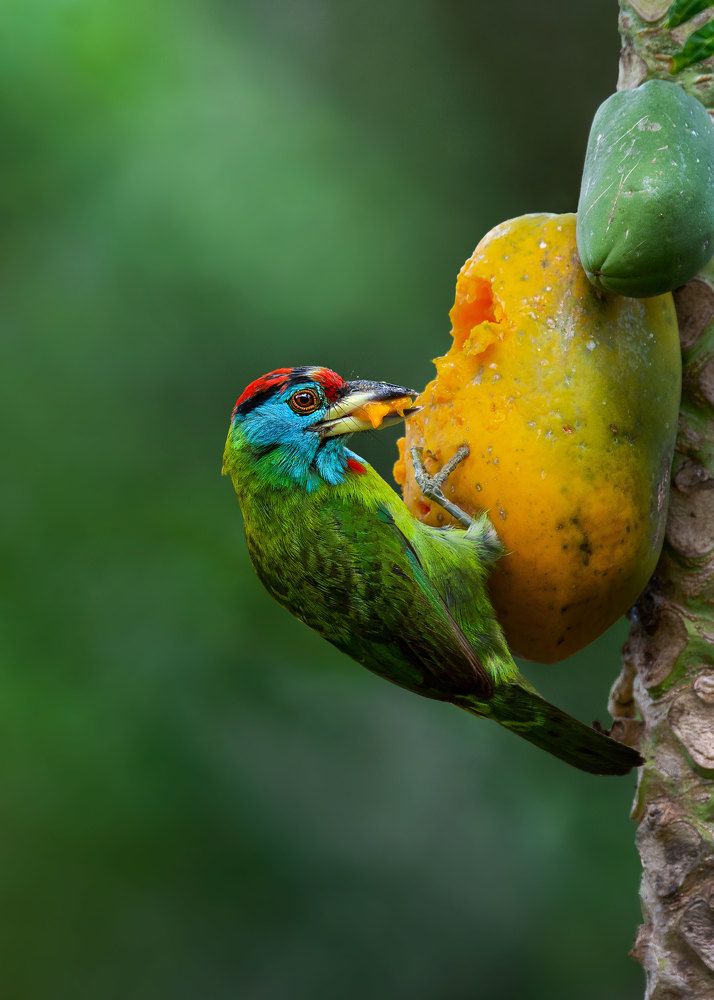 Photograph by Biplab das