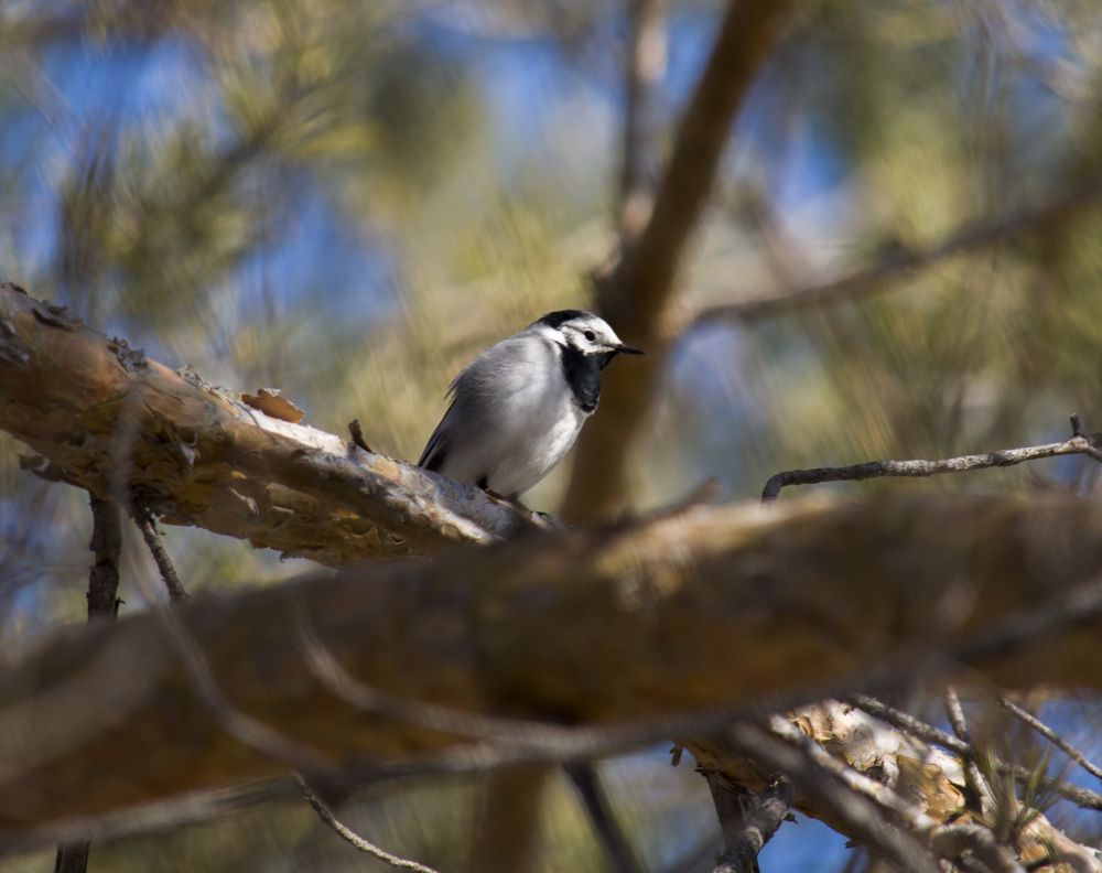 Белая трясогузка (Motacilla alba)
