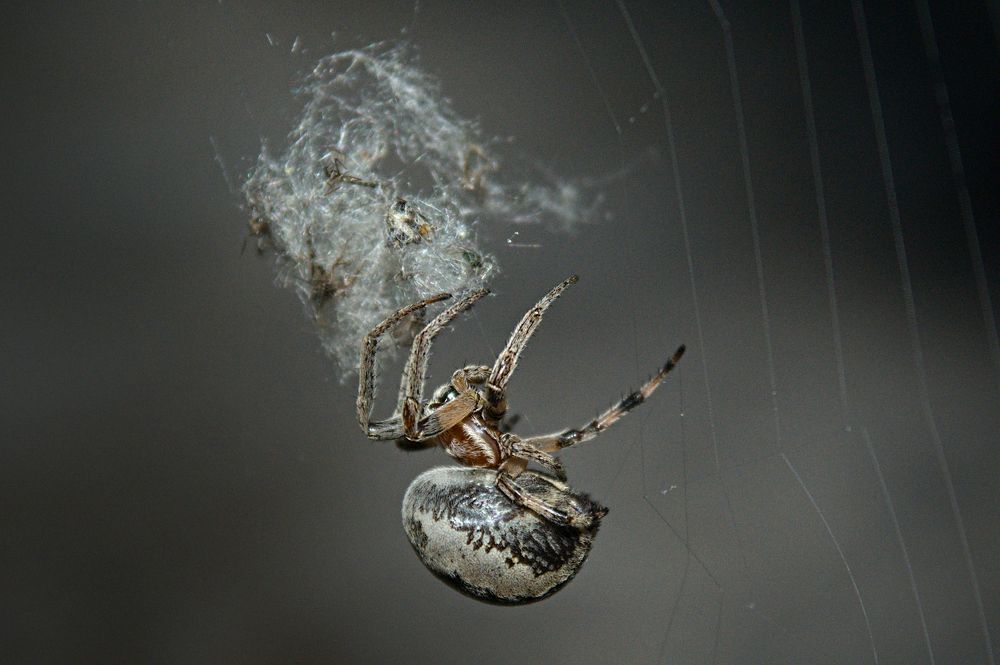 Araneus quadratus Clerck