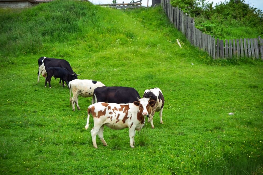 Photograph by Светлана Перминова