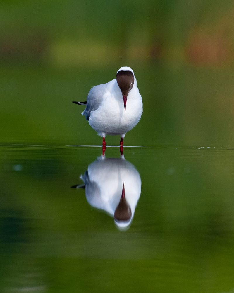 Brown-hooded gull