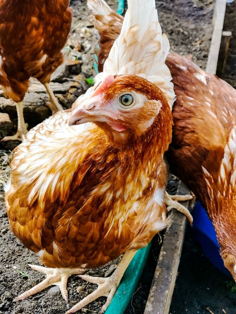 Photograph by Светлана Перминова