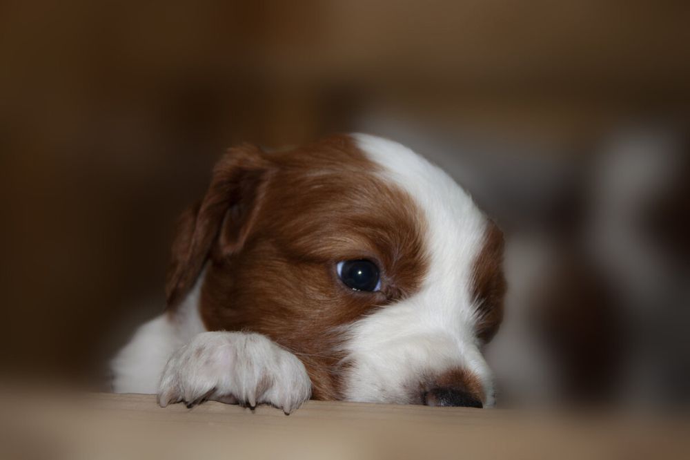 Photograph by Liudmila Drake