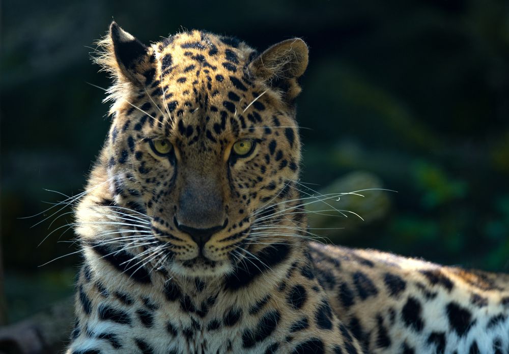 Photograph by Jiří Niš