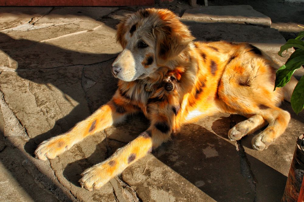 Photograph by Kaushik Dolui